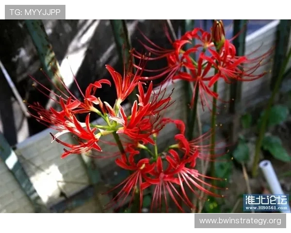 必赢亚洲登录账号注册流程详解,新手玩家轻松完成注册步骤